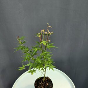 Acer Palmatum Katsura ↑35-40cm ⊘10cm