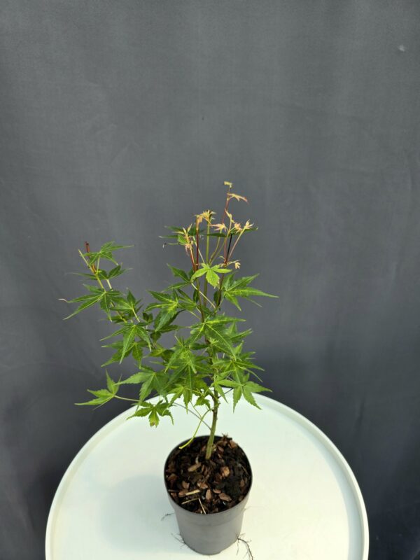 Acer Palmatum Katsura ↑35-40cm ⊘10cm