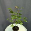 Acer Palmatum Brown Sugar ↑35-40cm ⊘10cm