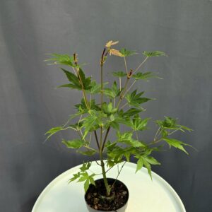Acer Palmatum Brown Sugar ↑35-40cm ⊘10cm