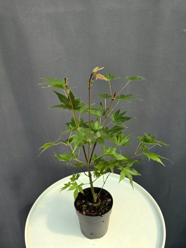Acer Palmatum Brown Sugar ↑35-40cm ⊘10cm