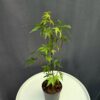 Acer Palmatum Going Green ↑35-40cm ⊘10cm - Image 2