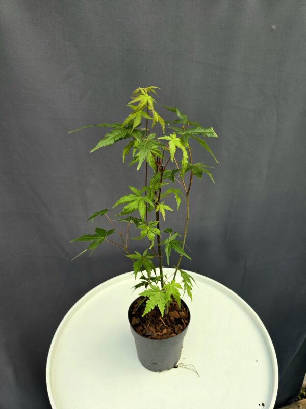 Acer Palmatum Going Green ↑35-40cm ⊘10cm - Image 2