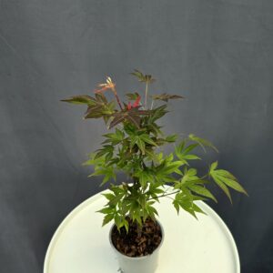 Acer Palmatum Atropurpureum ↑35-40cm ⊘10cm