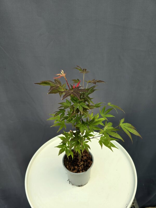 Acer Palmatum Atropurpureum ↑35-40cm ⊘10cm