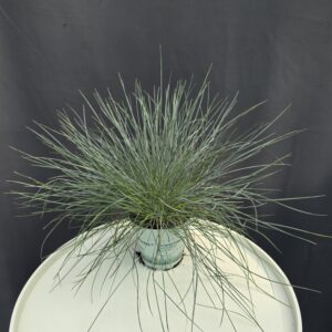 Festuca - Deres csenkesz ↑20cm ⊘10cm