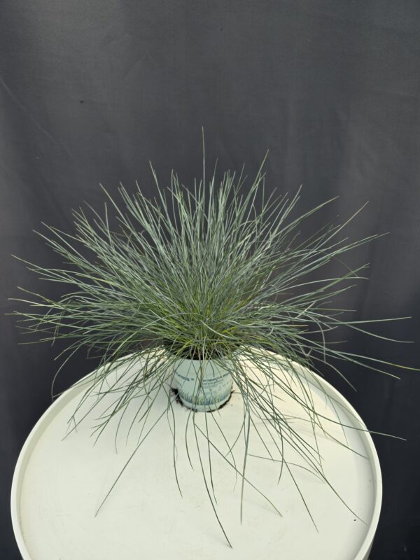 Festuca - Deres csenkesz ↑20cm ⊘10cm