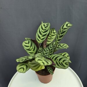Ctenanthe Burle-Marxii ↑ 25cm  ⊘ 12cm