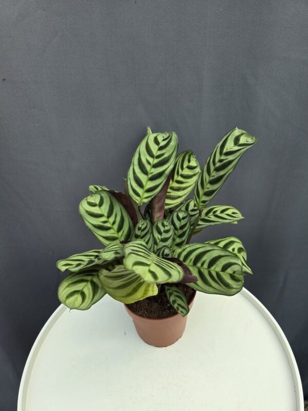 Ctenanthe Burle-Marxii ↑ 25cm  ⊘ 12cm