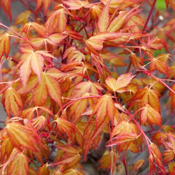 Acer Palmatum Katsura ↑35-40cm ⊘10cm - Image 2
