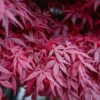 Acer Palmatum Atropurpureum ↑35-40cm ⊘10cm - Image 2
