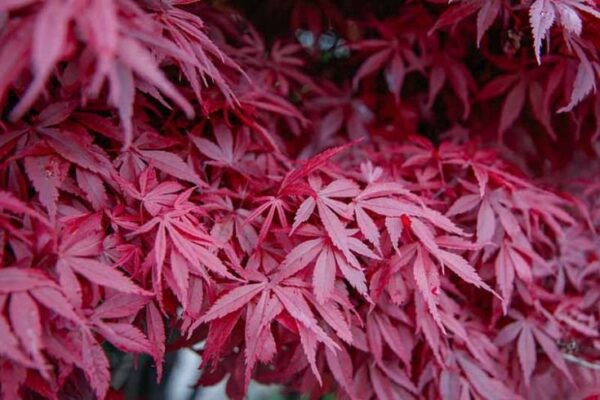 Acer Palmatum Atropurpureum ↑35-40cm ⊘10cm - Image 2