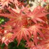 Acer Palmatum Brown Sugar ↑35-40cm ⊘10cm - Image 2