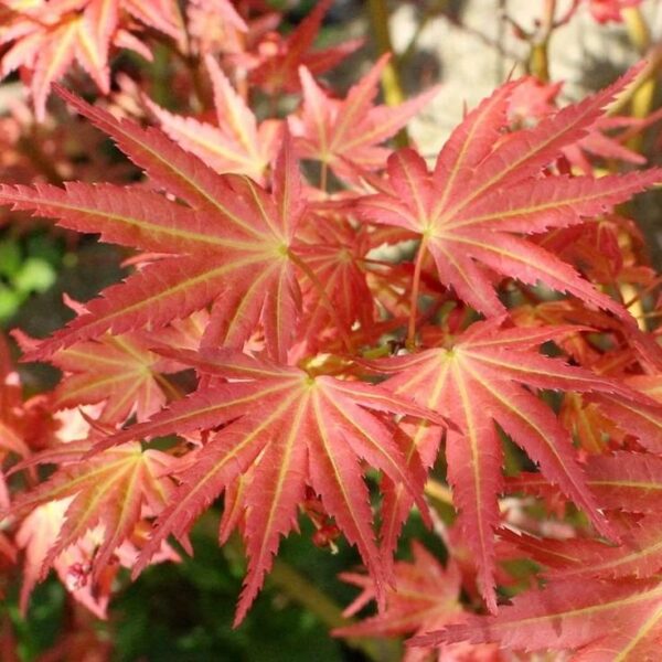 Acer Palmatum Brown Sugar ↑35-40cm ⊘10cm - Image 2