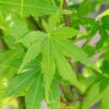 Acer Palmatum Going Green ↑35-40cm ⊘10cm