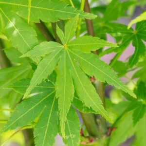 Acer Palmatum Going Green ↑35-40cm ⊘10cm