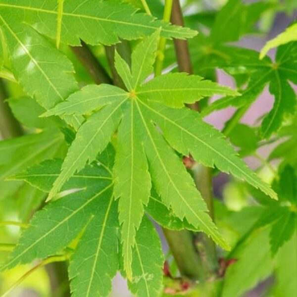 Acer Palmatum Going Green ↑35-40cm ⊘10cm