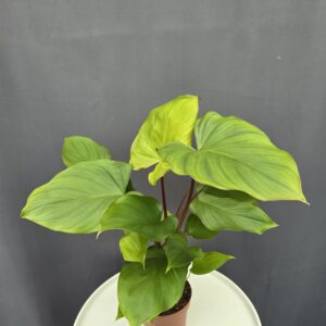 Homelomena Maggy ↑45cm ⊘12cm