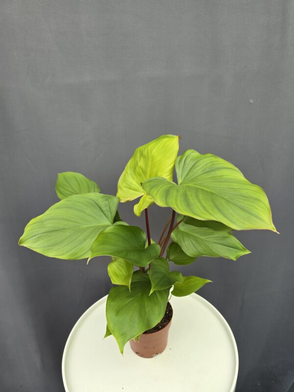 Homelomena Maggy ↑45cm ⊘12cm