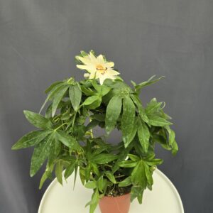 Passiflora Caerulea White Lightning - Fehér golgotavirág ↑45cm ⊘12cm