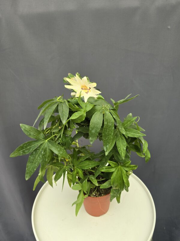 Passiflora Caerulea White Lightning - Fehér golgotavirág ↑45cm ⊘12cm