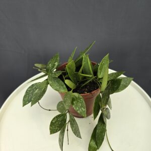 Hoya Carnosa ↑20cm ⊘12cm
