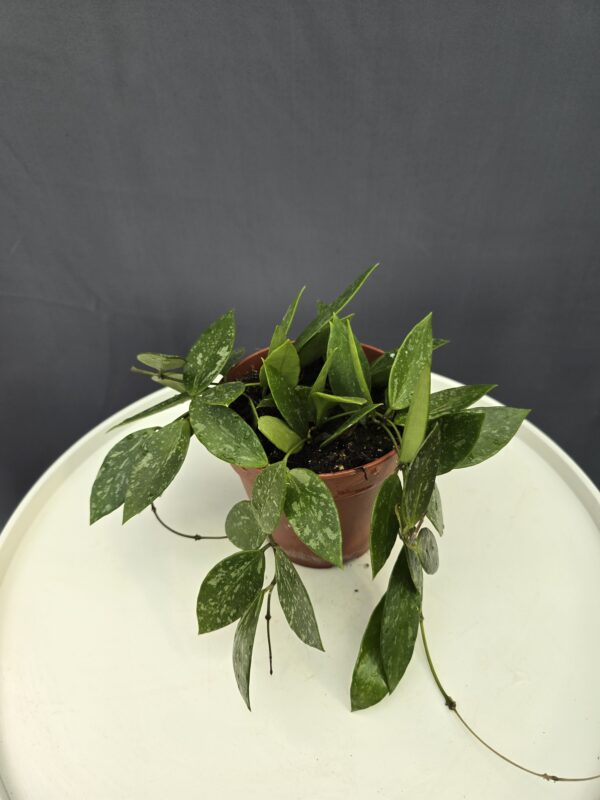 Hoya Carnosa ↑20cm ⊘12cm