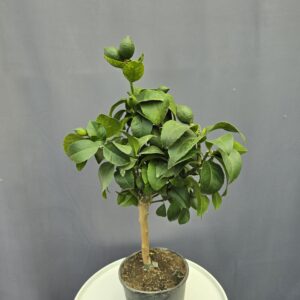 Meyer citrom fa ↑70cm ⊘15cm