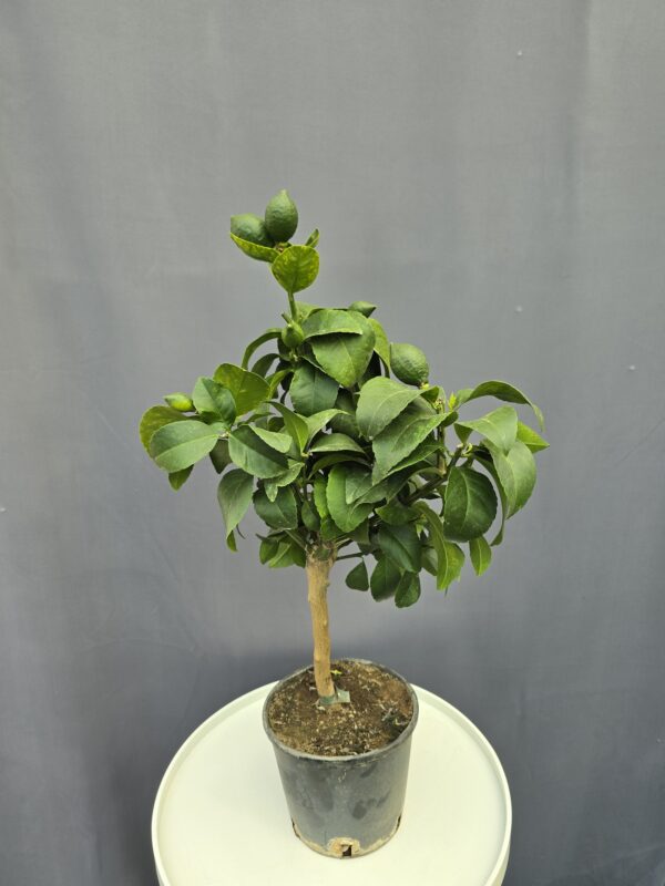 Meyer citrom fa ↑70cm ⊘15cm