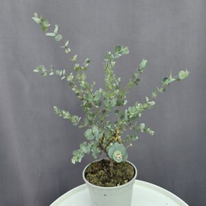 Eucalyptus Gunni ↑30cm ⊘12cm
