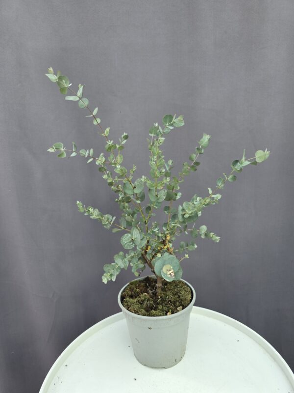 Eucalyptus Gunni ↑30cm ⊘12cm