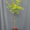Acer shirasawanum 'Moonrise' ↑110cm ⊘19cm