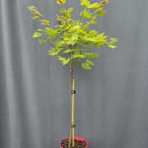 Acer shirasawanum 'Moonrise' ↑110cm ⊘19cm