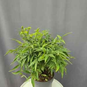 Japán szentfa - Nandina magical Lemon and Lime ↑50cm ⊘19cm