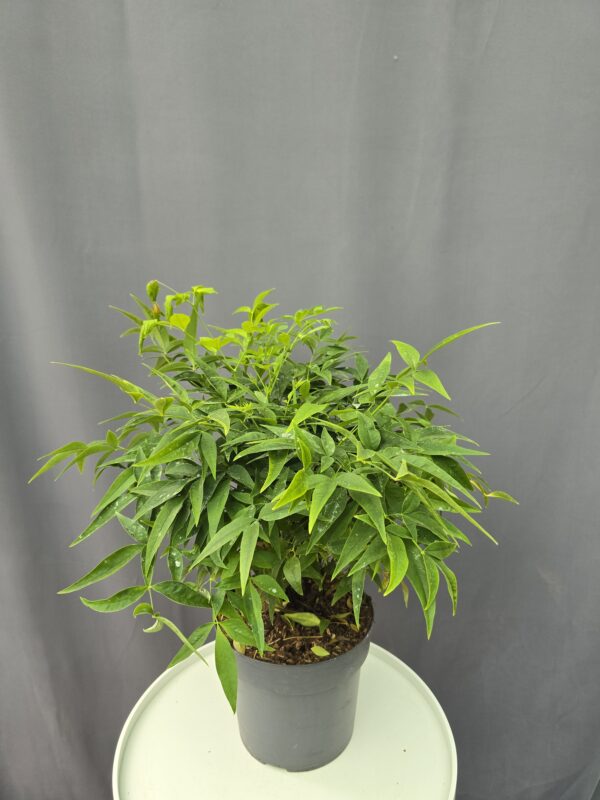 Japán szentfa - Nandina magical Lemon and Lime ↑50cm ⊘19cm