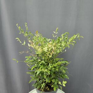 Japán szentfa - Nandina Magical Sunrise ↑50cm ⊘19cm