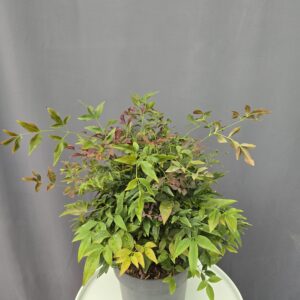 Japán szentfa - Nandina domestica "Obsessed" ↑50cm ⊘19cm