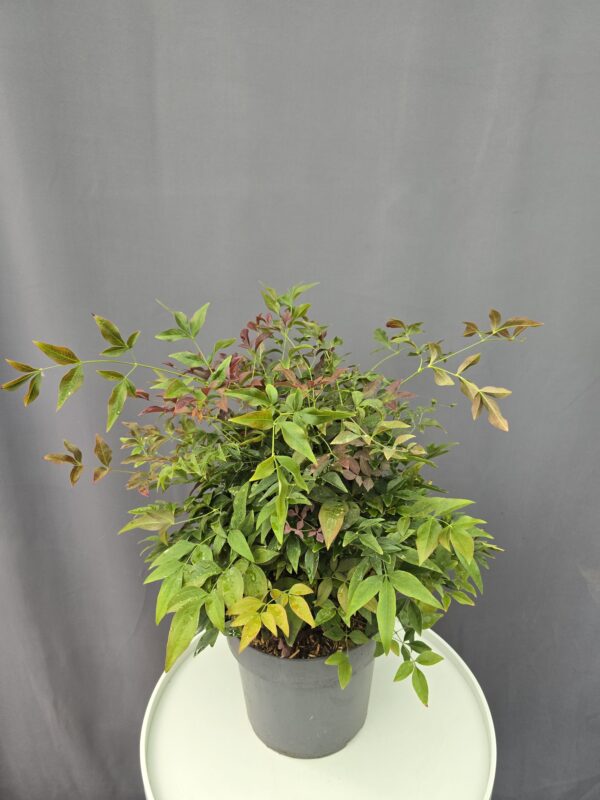 Japán szentfa - Nandina domestica "Obsessed" ↑50cm ⊘19cm