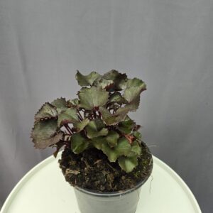 Ligularia 'pandora' - Karcsú hamuvirág
↑30cm ⊘17cm