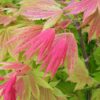 Acer shirasawanum 'Moonrise' ↑110cm ⊘19cm - Image 2