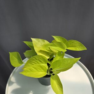 Epipremnum aureum "Neon" - Neon szobafutóka ↑ 20cm ⊘ 12cm