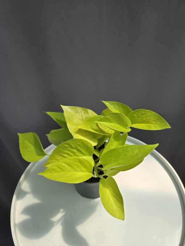 Epipremnum aureum "Neon" - Neon szobafutóka ↑ 20cm ⊘ 12cm
