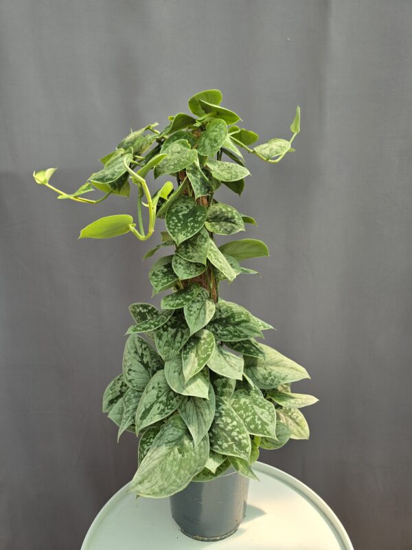 Scindapsus pictus karós ↑ 60cm ⊘ 17cm