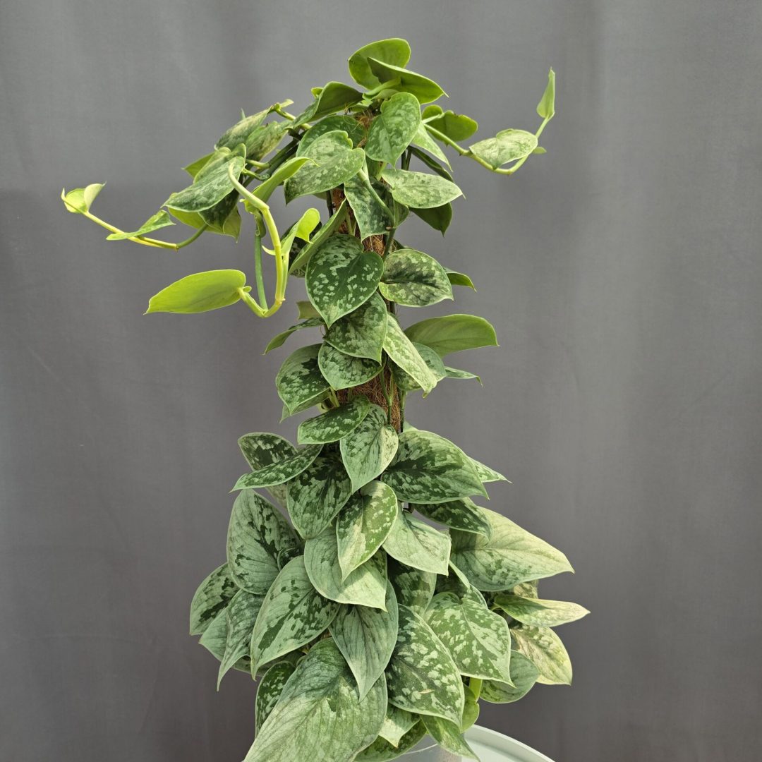 Scindapsus pictus karós ↑ 60cm ⊘ 17cm