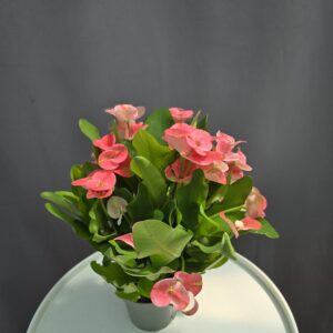 Euphorbia milii 'Charlotte' ↑ 25cm ⊘ 10cm