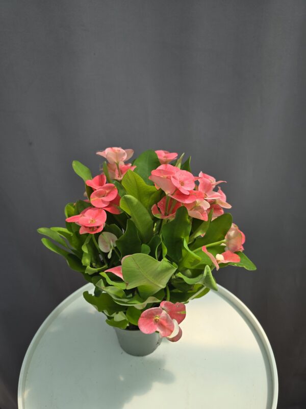 Euphorbia milii 'Charlotte' ↑ 25cm ⊘ 10cm