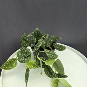 Scindapsus pictus Argyraeus ↑ 25cm ⊘ 12cm