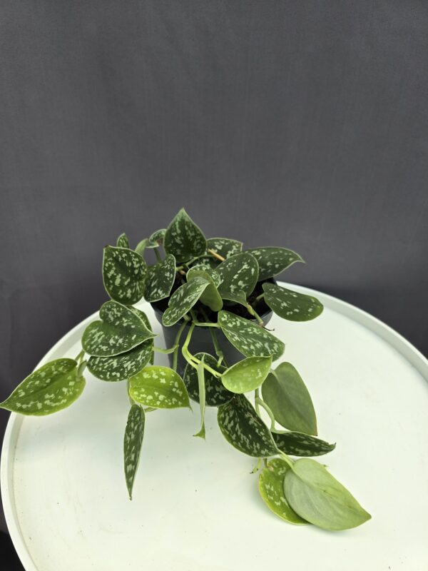 Scindapsus pictus Argyraeus ↑ 25cm ⊘ 12cm