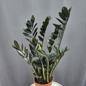 Zamioculcas Raven ↑ 60cm ⊘ 17cm