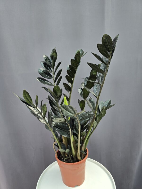 Zamioculcas Raven ↑ 60cm ⊘ 17cm